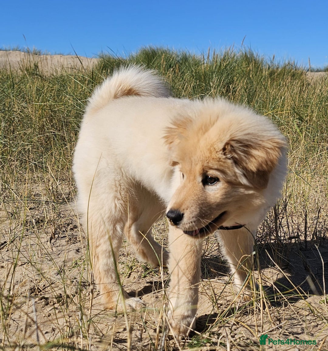Mixed Breed dogs for sale: For sale - Image 2