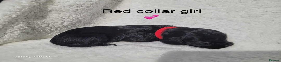 Cavapoo Puppy 3 red collar girl 