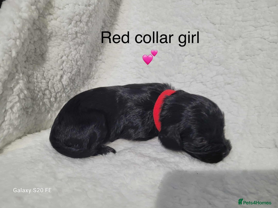 Cavapoo dogs for sale: Stunning litter of cavapoos - Image 31