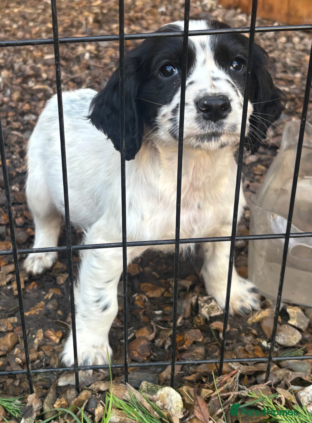 Cocker Spaniel dogs for sale: X1 Cocker spaniel boy remaining  - Advert 8