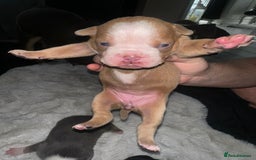 Olde English Bulldogge dogs for sale: Olde English Bulldogge Puppies  - Image 15