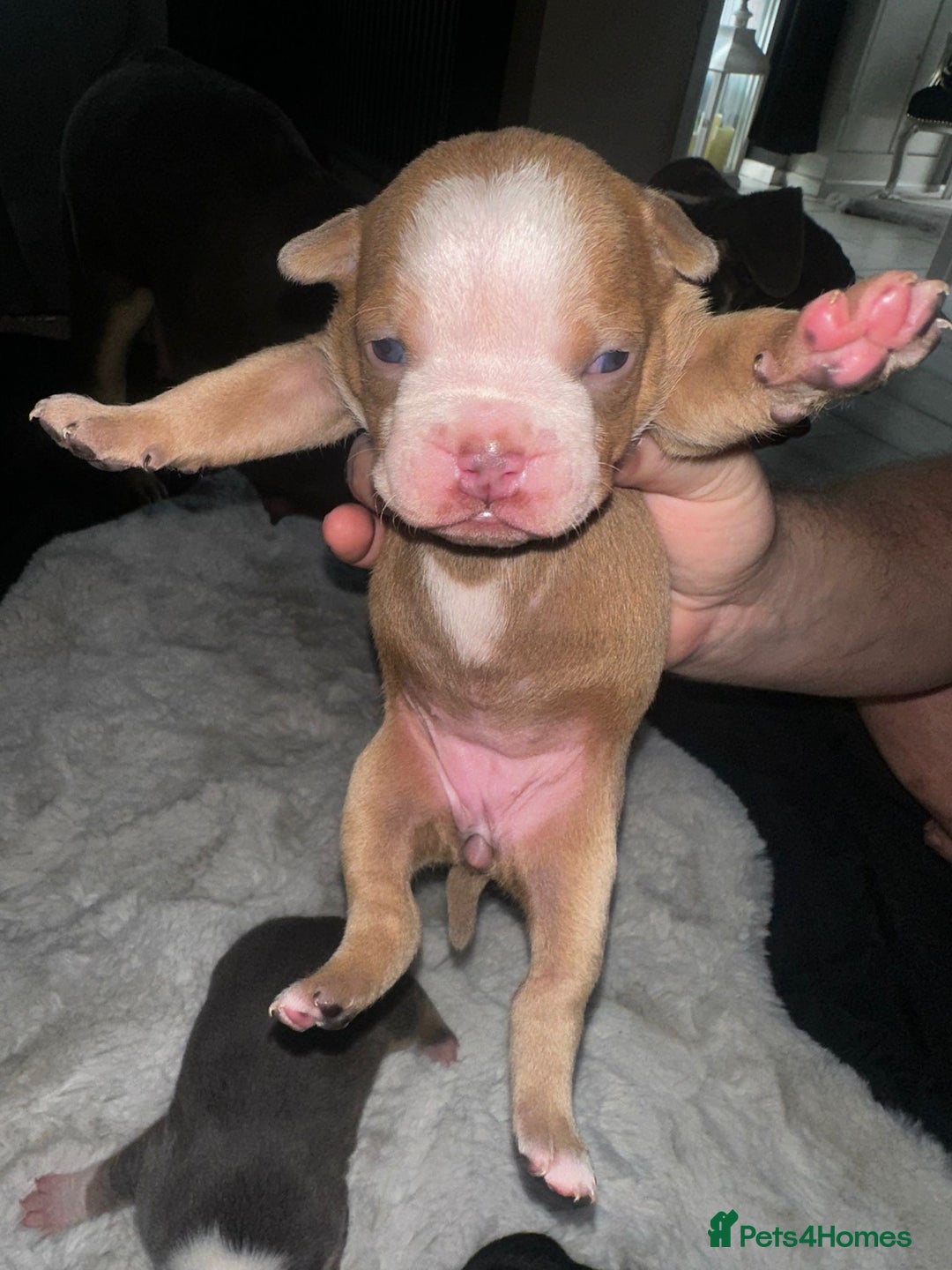 Olde English Bulldogge dogs for sale: Olde English Bulldogge Puppies  - Image 15