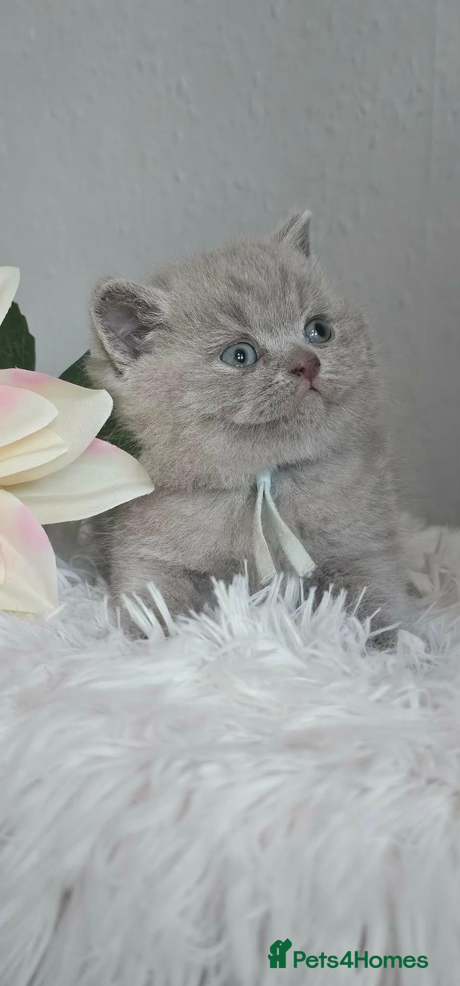 British Shorthair cats British Shorthair Male Kittens - Advert 2