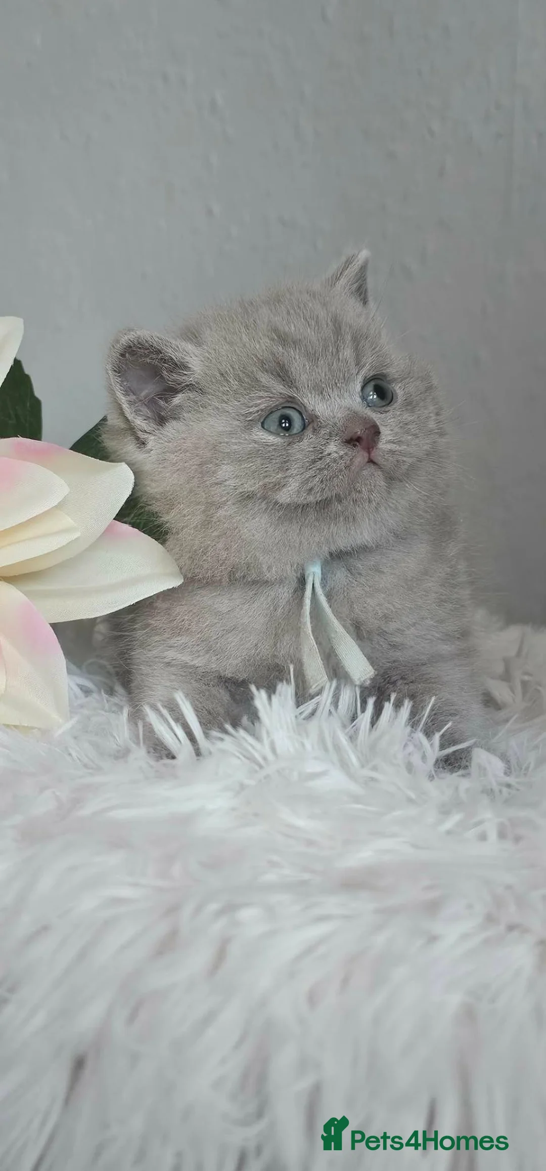 British Shorthair cats for sale: British Shorthair Male Kittens - Advert 2