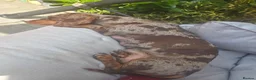 Miniature Dachshund dogs for sale: Chocolate & Tan Miniature Dachshund Puppies - Advert 7