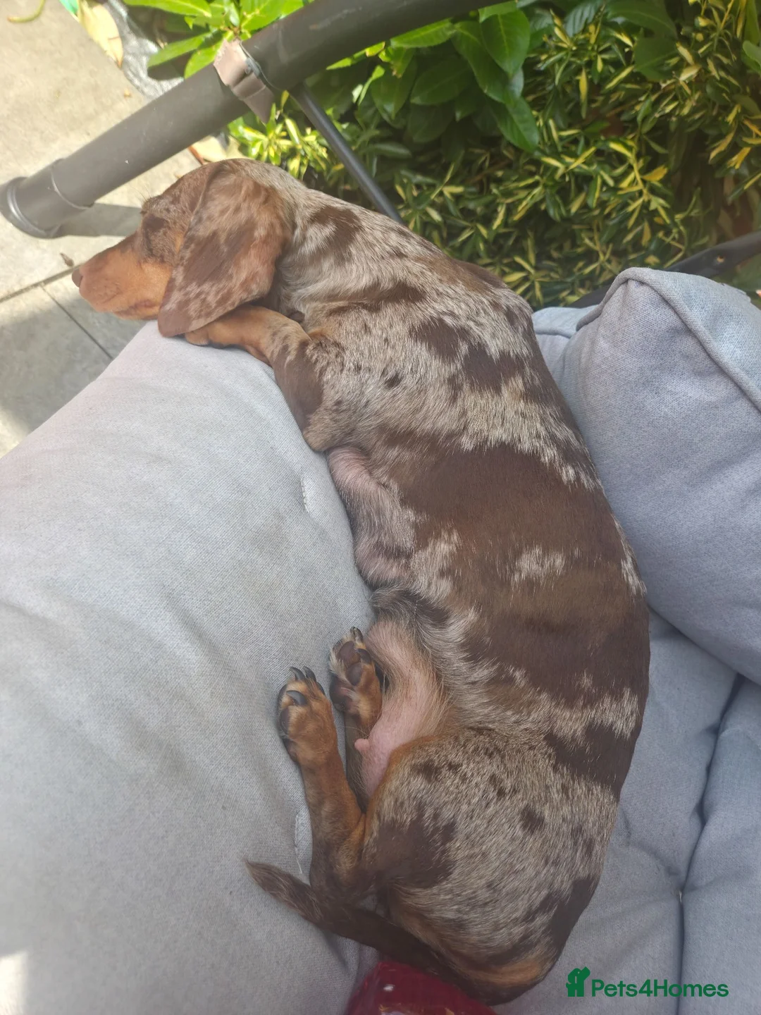 Miniature Dachshund dogs for sale: Chocolate & Tan Miniature Dachshund Puppies - Advert 7