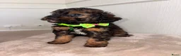 Cavapoo dogs for sale: F1 Cavapoo Puppies  - Advert 13