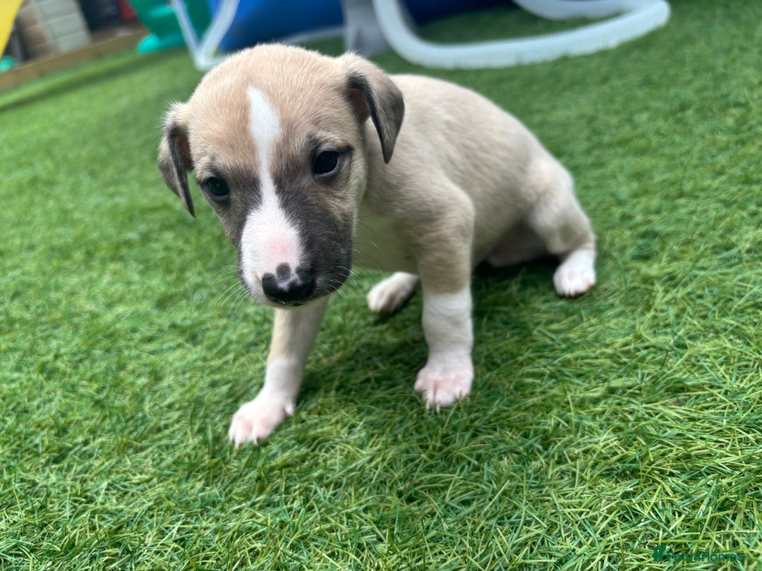 Whippet dogs for sale: Whippet puppies beautiful colours - Image 17