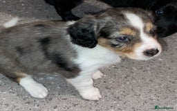 Mixed Breed dogs for sale: Border collie/Cocker Spaniel  - Image 9