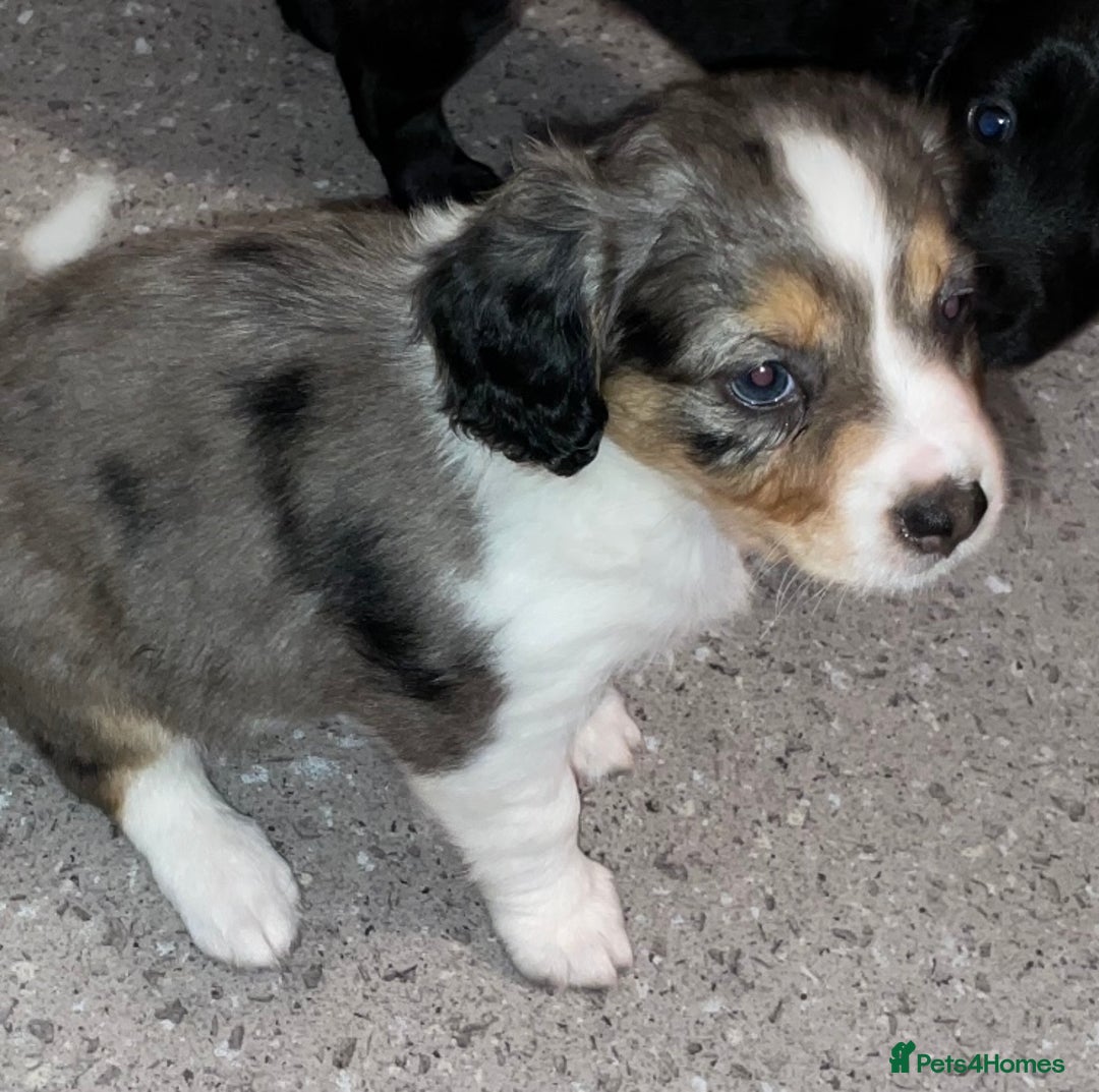 Mixed Breed dogs for sale: Border collie/Cocker Spaniel  - Image 9