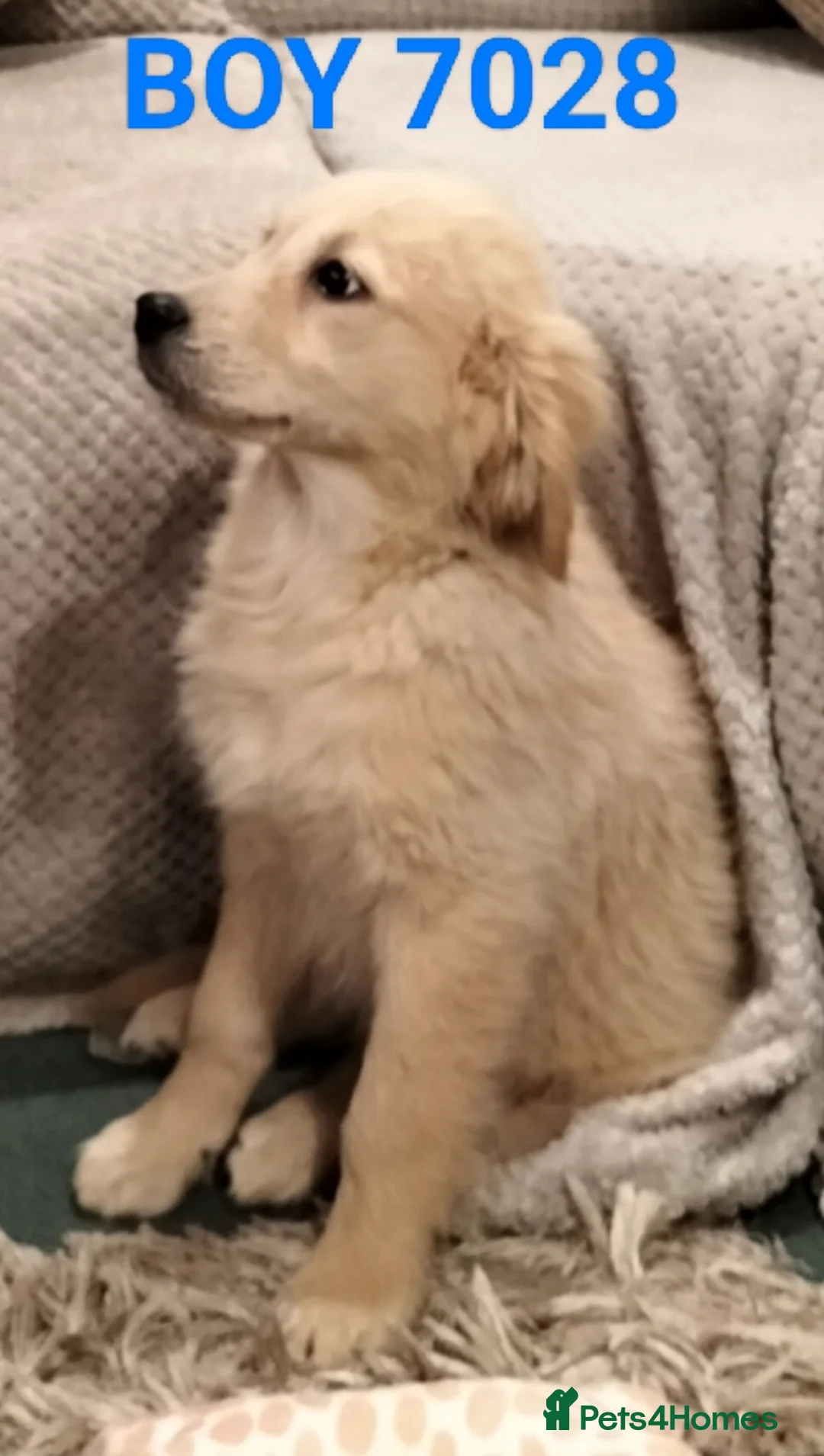 Golden Retriever dogs for sale: GOLDEN RETRIEVER PUPS - Advert 20