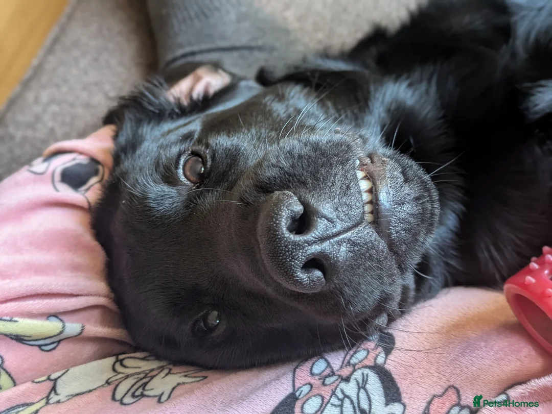 Cockerdor dogs for sale: Obi - playful cockerdor  in Wolverhampton - Advert 5
