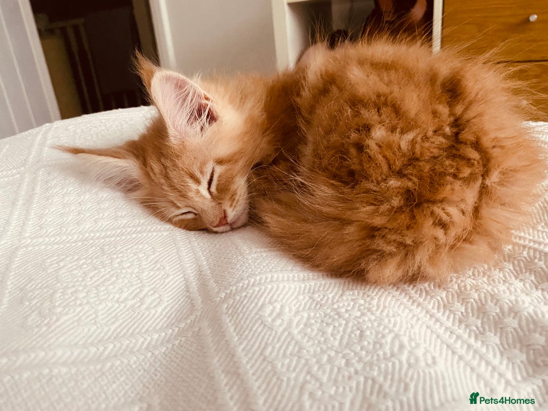 Maine Coon cats for sale: Maine coon kittens Russian/big - Advert 8