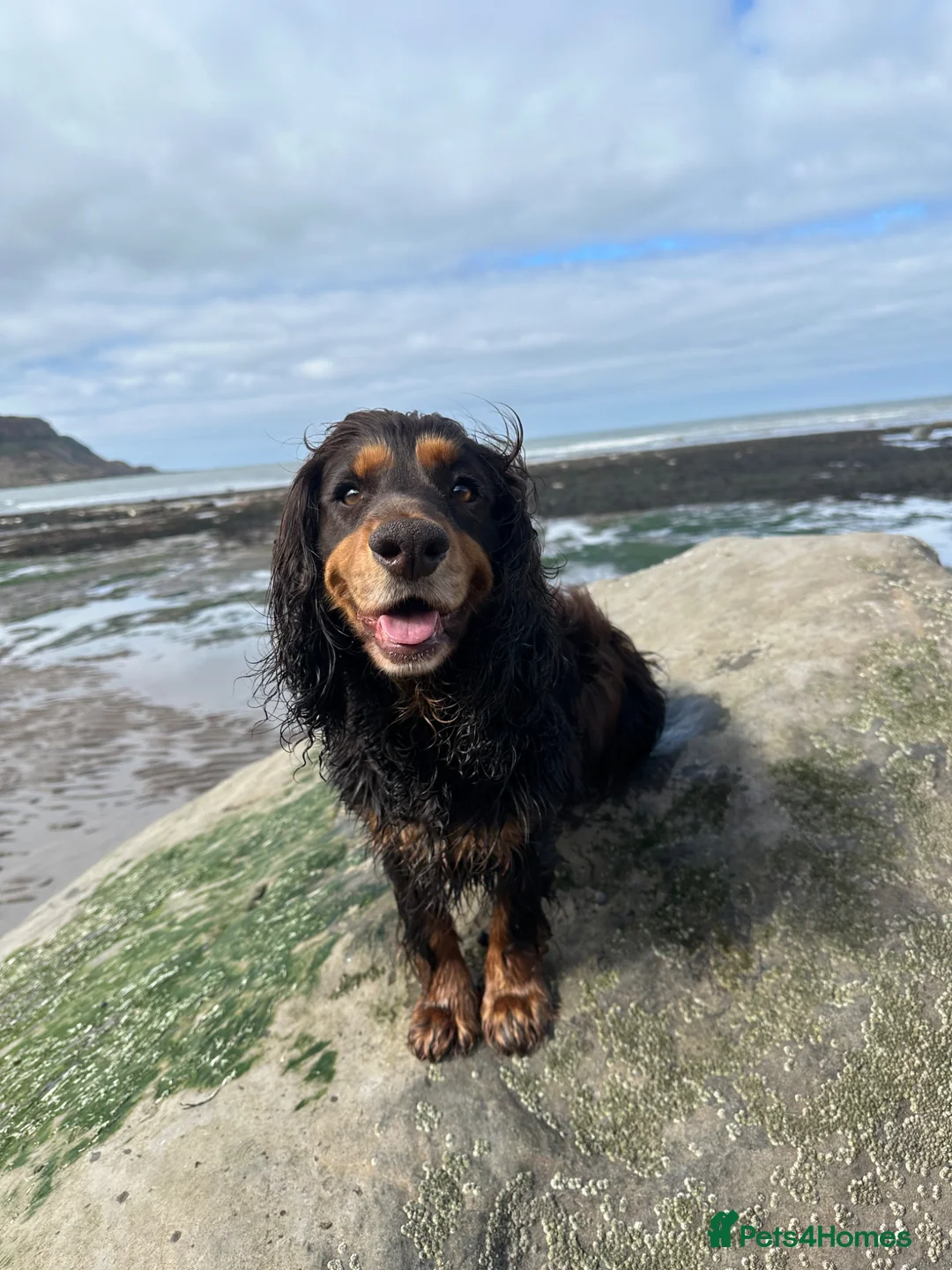 Cocker Spaniel dogs for sale: KC Registered Working Cocker Spaniel Puppies - Advert 9