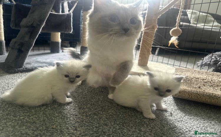 Ragdoll cats - Advert 1