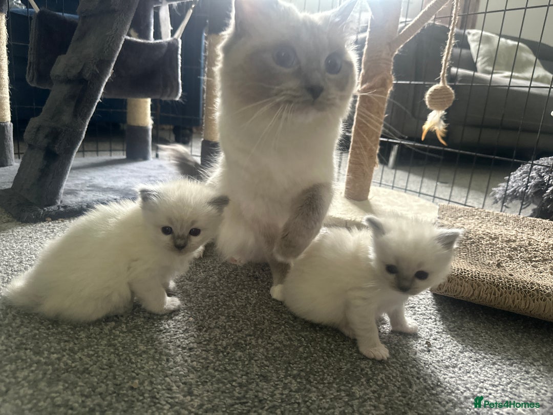 Ragdoll cats for sale: Ragdoll kittens  - Image 1