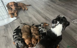 Dachshund dogs for sale: Dachshund puppies  - Image 1