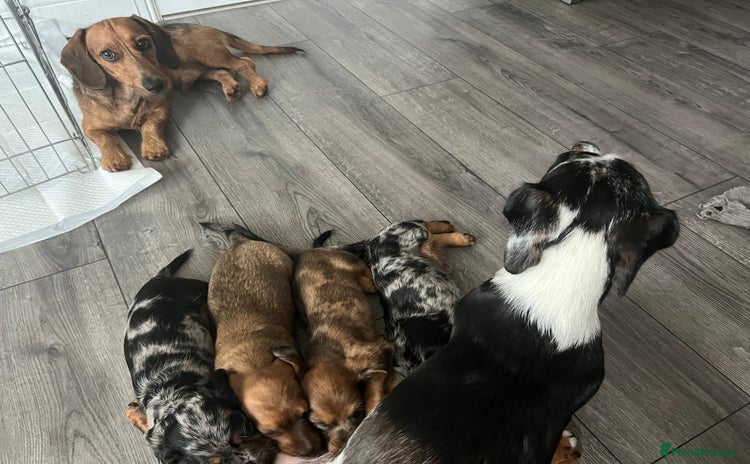 Dachshund dogs - Advert 1