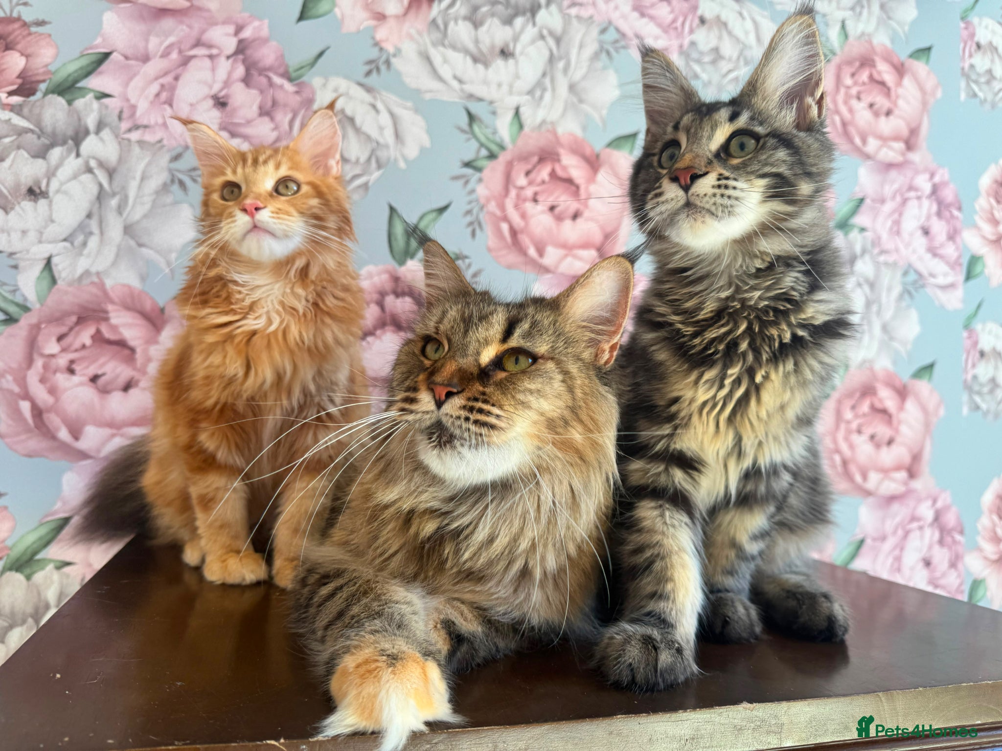 Maine Coon cats TICA Maine Coon Kittens - Advert 2