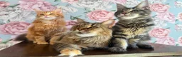 Maine Coon cats for sale: TICA Maine Coon Kittens - Advert 2
