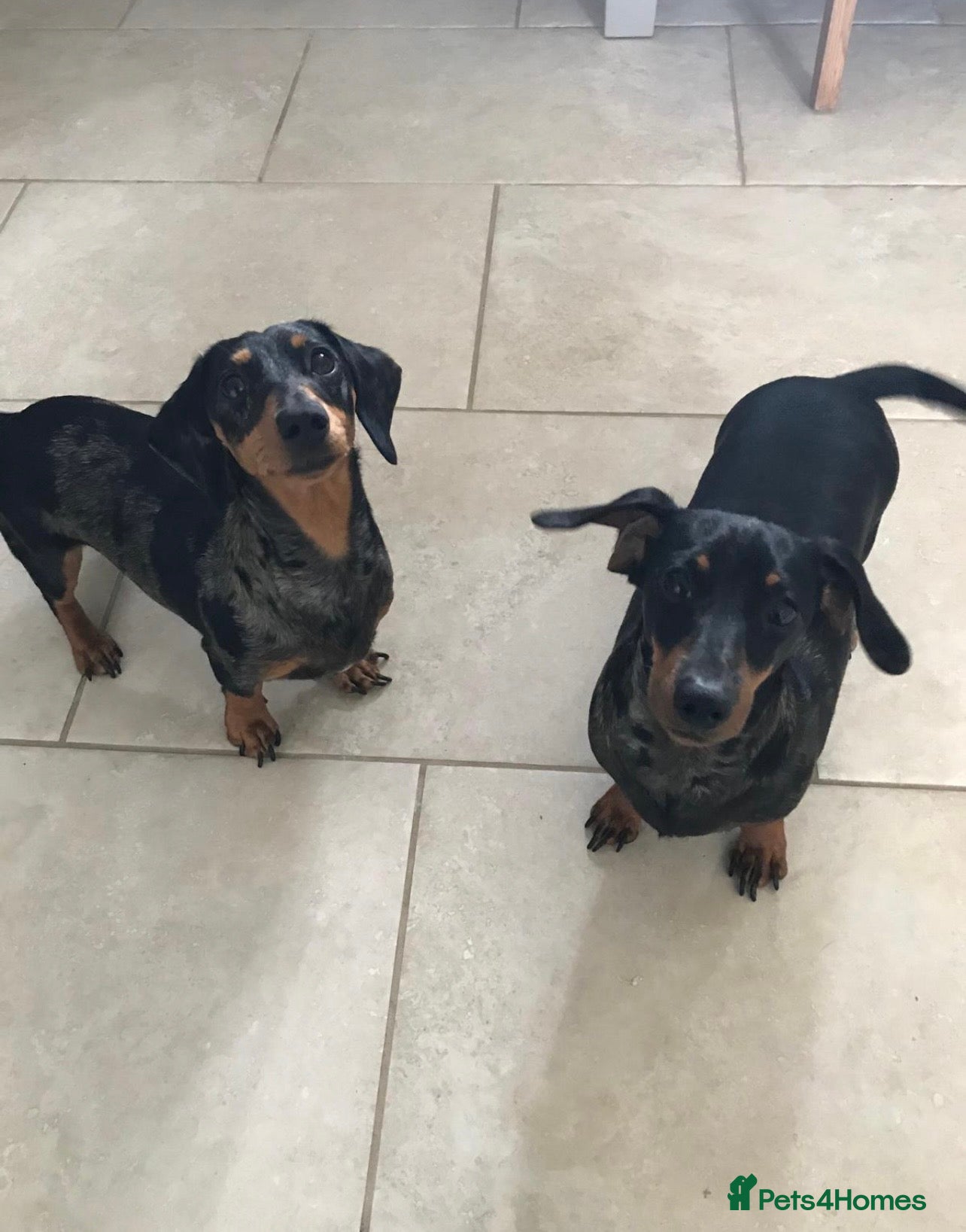 Miniature Dachshund dogs Beautiful Sausage Susters - Advert 1