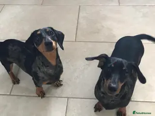 Miniature Dachshund dogs Beautiful Sausage Susters - Advert 1