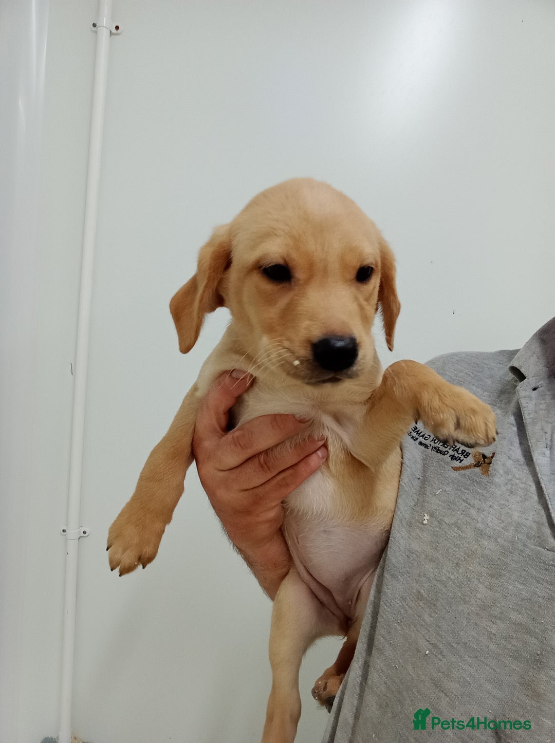 Labrador Retriever dogs for sale: Beautiful kc working Labradors - Image 2