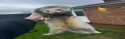 Ferret rodents for sale: Two female Ferrets - Advert 3