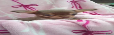 Chihuahua 4