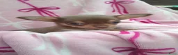 Chihuahua dogs for sale: Chocolate and tan Chihuahua puppies - Advert 10