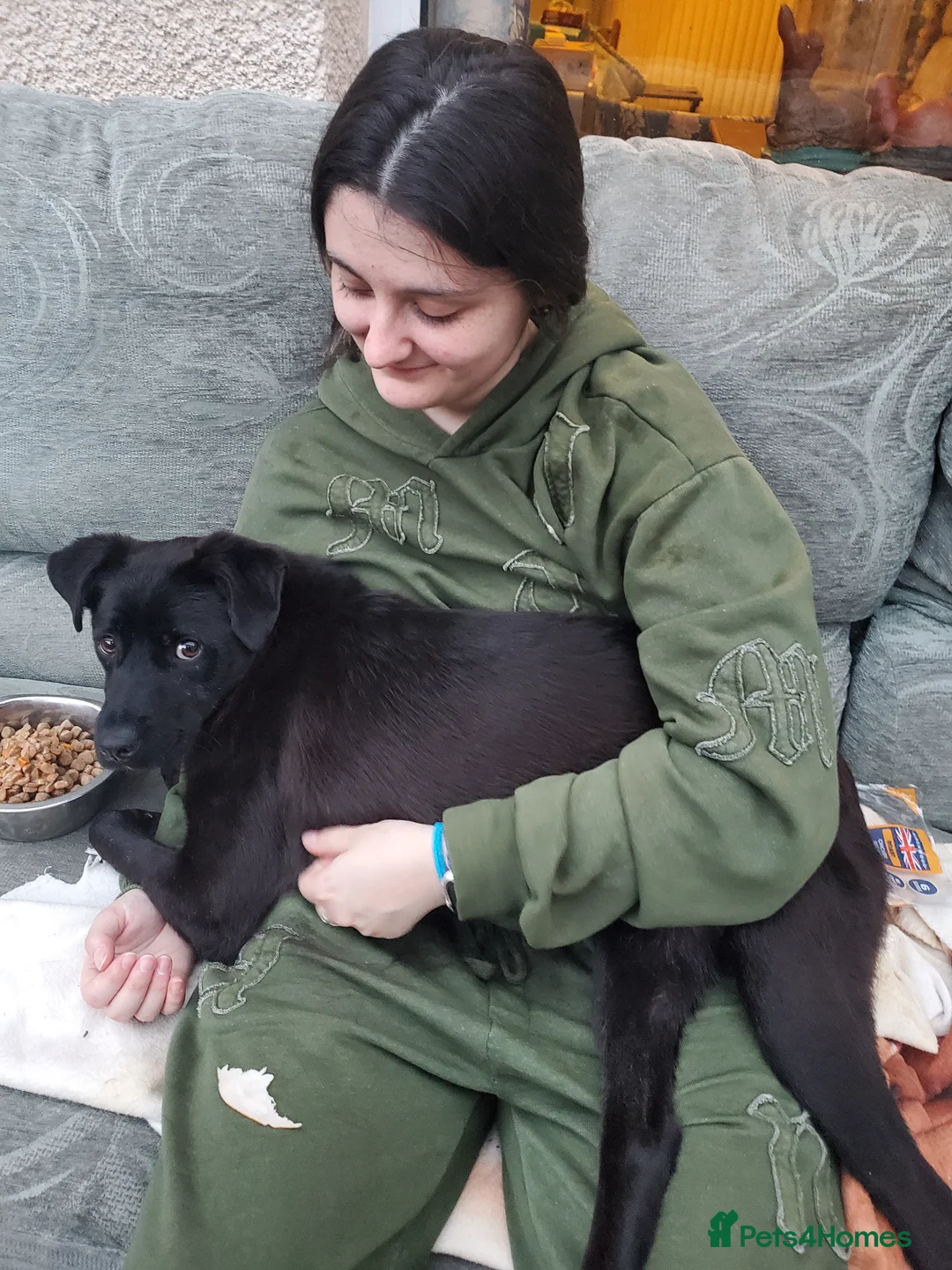 Mixed Breed dogs for adoption: Meet Loki, currently residing in Sheffield  in Sheffield - Advert 2