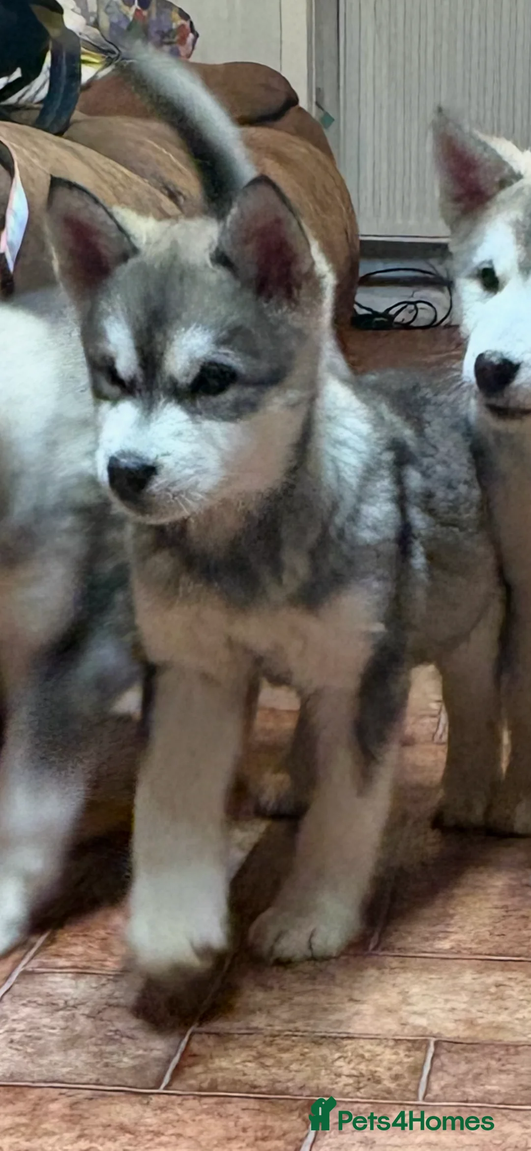 Alaskan Malamute dogs for sale: K.C registered Quality Alaskan Malamute puppies - Advert 32