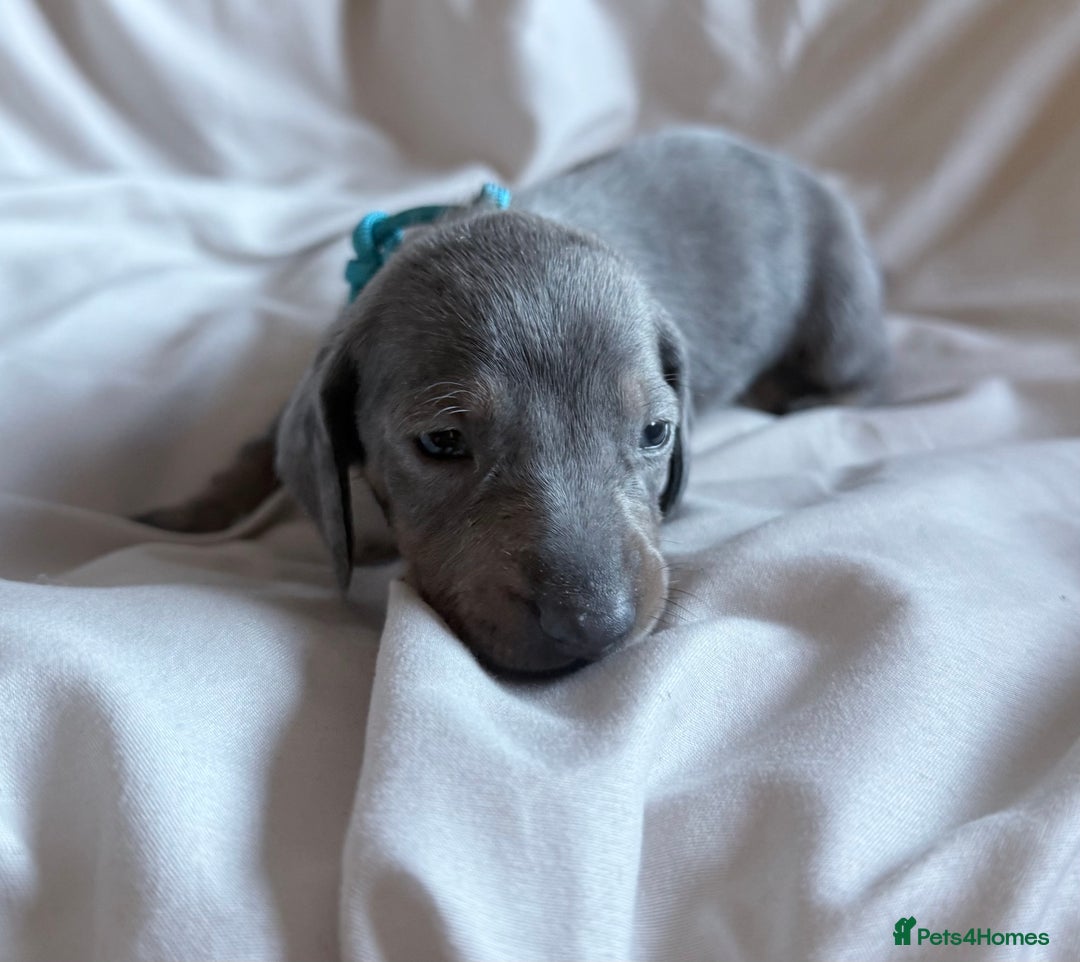 Miniature Dachshund dogs for sale: KC Registered Miniature Dachshunds - Advert 3