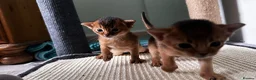 Abyssinian cats for sale: Abyssinian kittens  - Advert 19