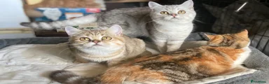 British Shorthair 7