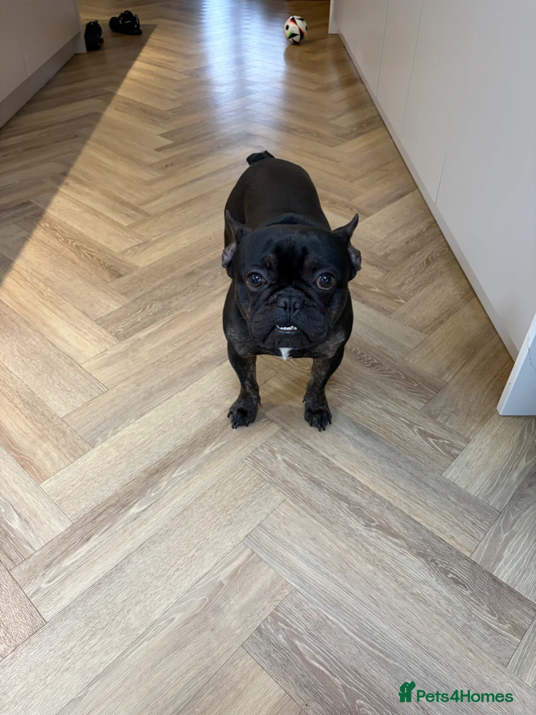 French Bulldog dogs for sale: Two gorgeous 3 year old male Frenchies  - Advert 2