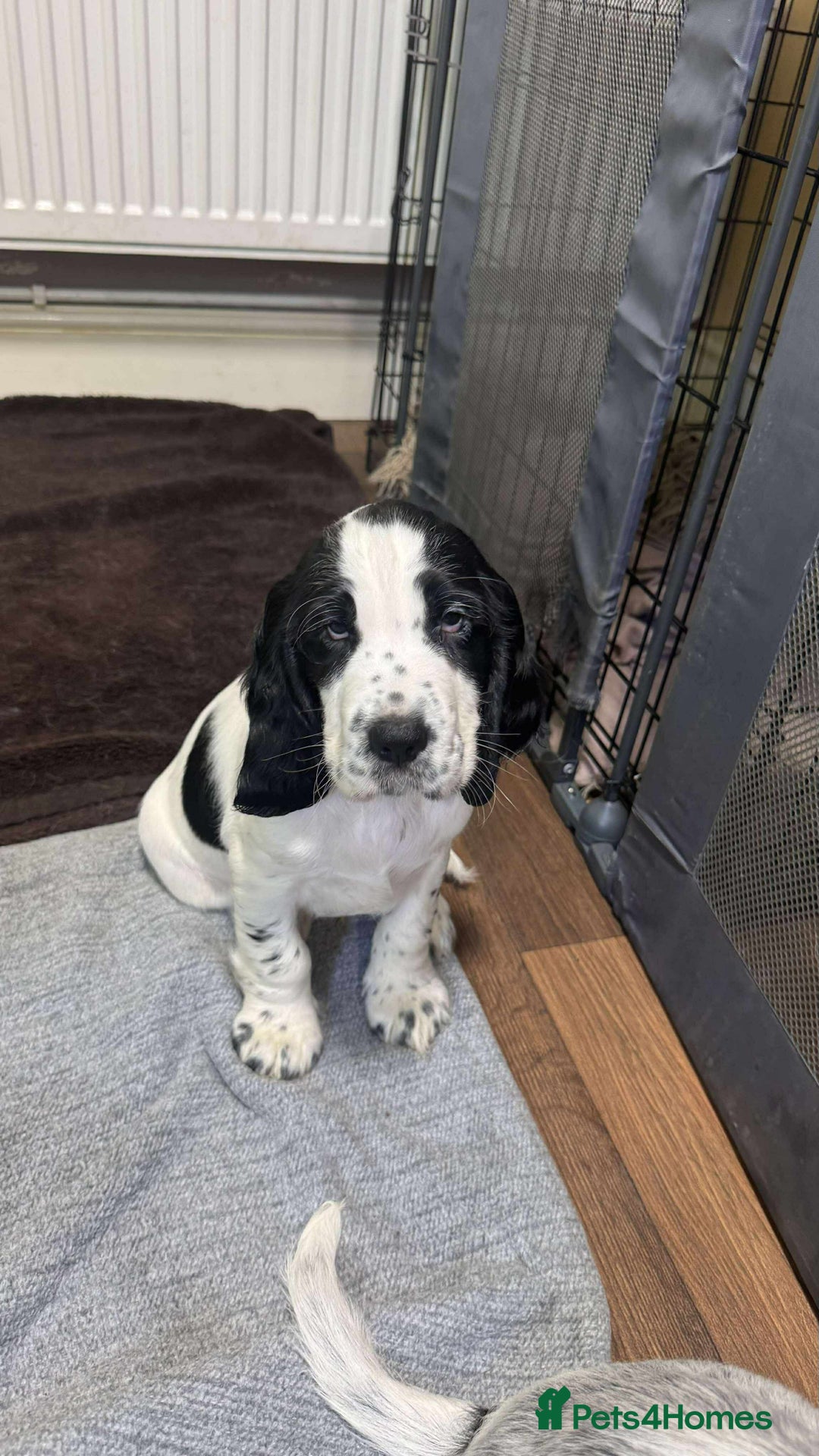 Cocker Spaniel dogs for sale: Our last pup - Ready now - KC Reg cocker spaniel! - Advert 31