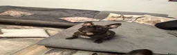 French Bulldog dogs for sale: Fido  - Advert 2