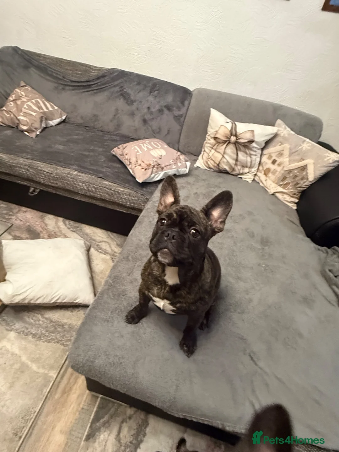 French Bulldog dogs for sale: Fido  - Advert 2
