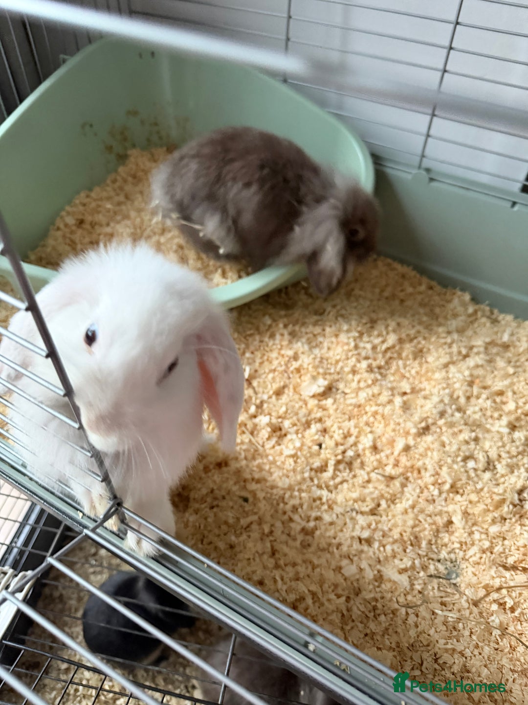 French Lop rabbits for sale: Beautiful French lops available - Advert 10