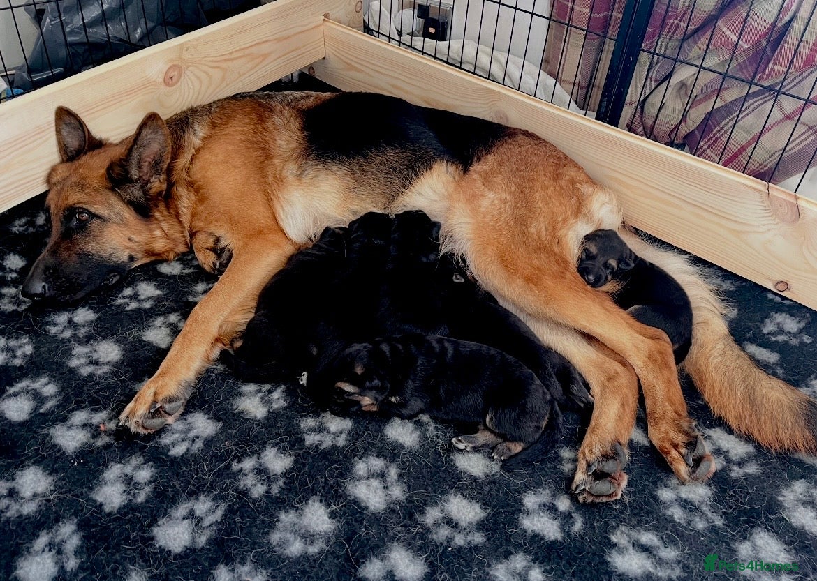German Shepherd dogs Beautiful KC Reg puppies for sale  - Advert 2