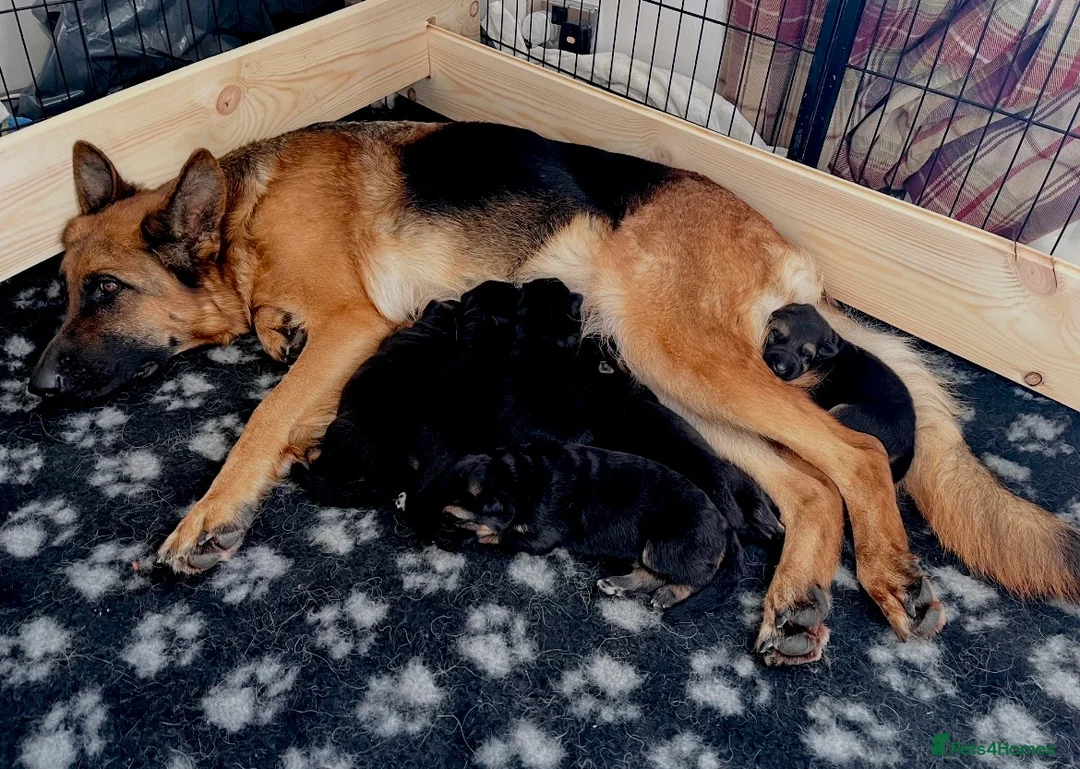 German Shepherd dogs for sale: Beautiful KC Reg puppies for sale  in Bishop Auckland - Advert 2