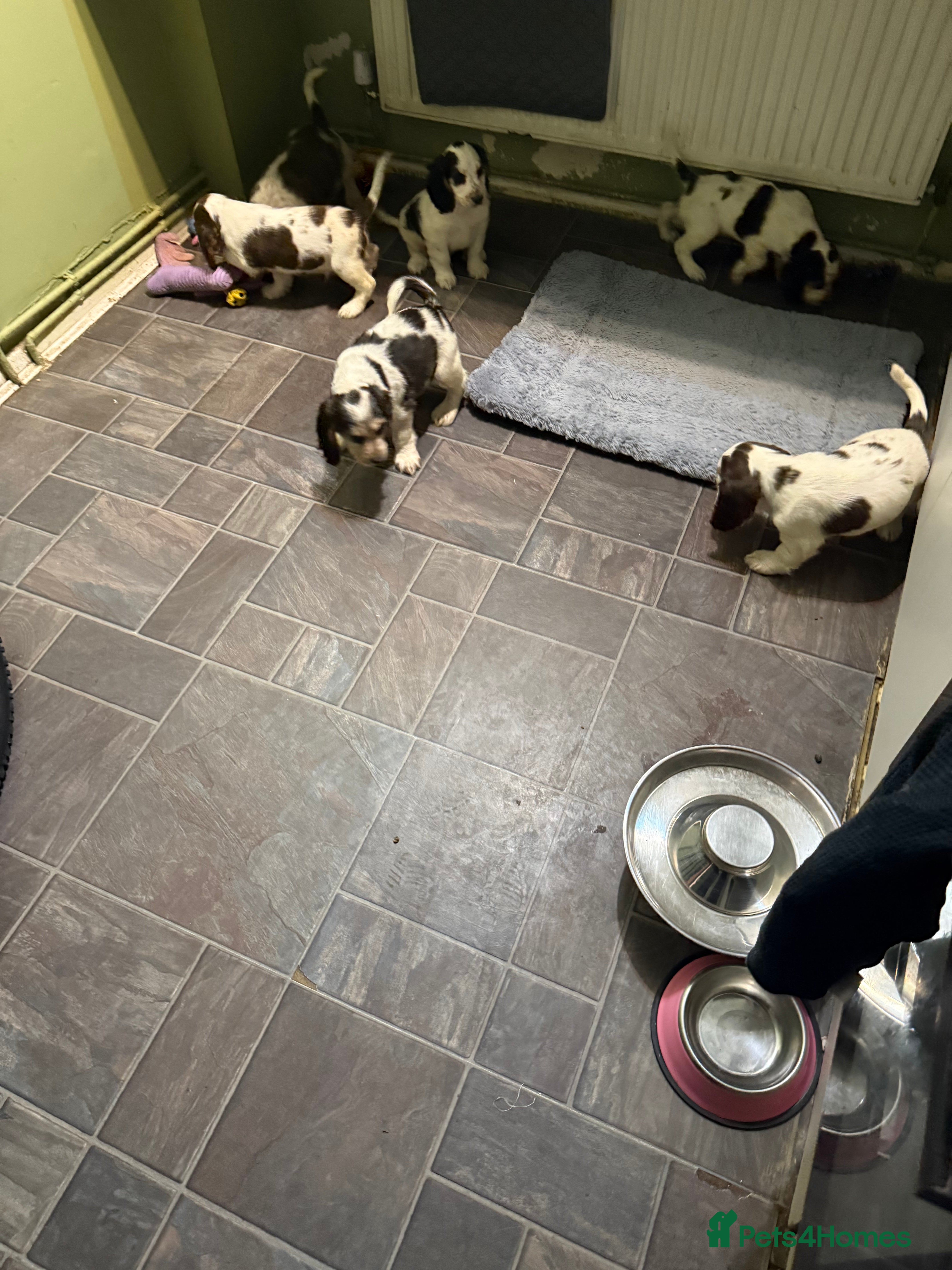 Cocker Spaniel dogs 7 beautiful cockerspaniels  - Advert 2