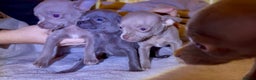 Chihuahua dogs for sale: Three Boy Chihuahuas | Lilac & Blue | Ready - Advert 5