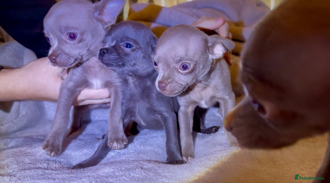 Chihuahua dogs for sale: Three Boy Chihuahuas | Lilac & Blue | Ready - Advert 5