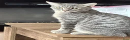 Bengal cats for sale: Stunning boy  - Advert 2