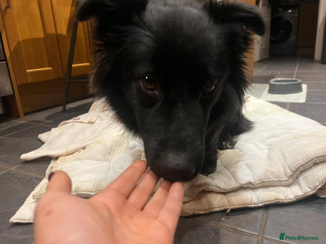 Mixed Breed dogs for adoption: Meet Solana, currently residing in Suffolk - Advert 2