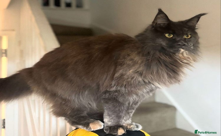 Maine Coon cats - Advert 10