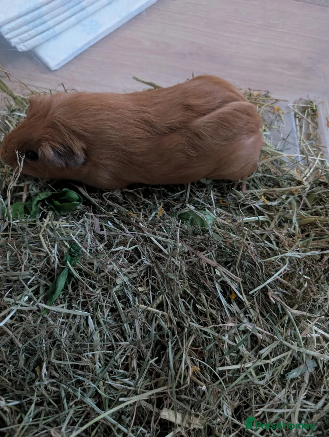 Guinea Pig rodents for sale: 2 male Guinea Pigs for sale in Cramlington - Advert 2