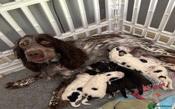 Cockapoo dogs for sale: F1 cockapoos beautiful litter 5 left* - Image 3